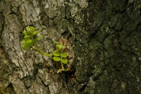 Stems with dry bark, rough surface, background image Stock Photos