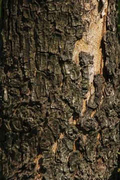 Stems with dry bark, rough surface, background image Stock Photos