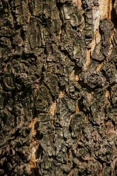 Stems with dry bark, rough surface, background image Stock Photos
