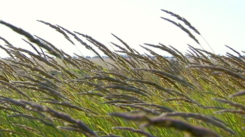 Stems field grass swaying in the wind. Real time. Video stock 65266485
