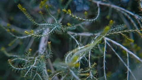 Stems of flowering plant with tiny yellow buds Stock Footage 94884911