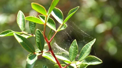 Stems of flowers is covered with cobweb of round shape on green background Video stock 95880103