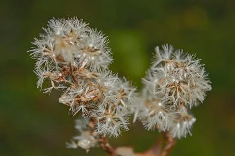 Stems of fluffy grass Free Stock Photos