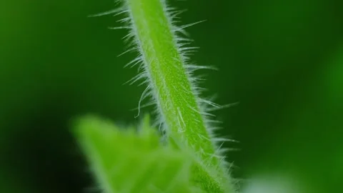 Stems Stock Footage 131207863
