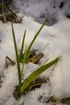 Stems of freezing grass under a thin layer of autumn snow Stock Photos