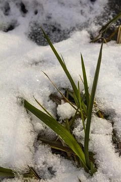 Stems of freezing grass under a thin layer of autumn snow Stock Photos