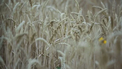 Stems Of Gold Wheat Stock Footage 78591446