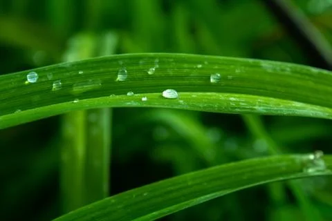 Stems of grass with drops of water Stock Photos