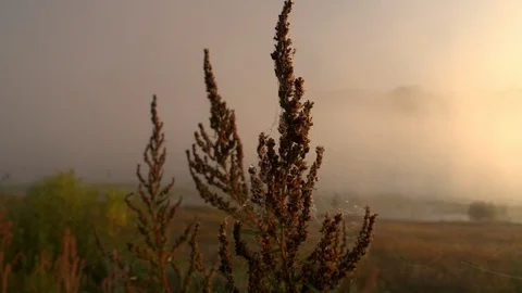 Stems of grass entangled by cobwebs in the  sun rays in the early foggy morning Video stock 105673060