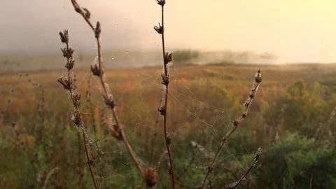 Stems of grass entangled by cobwebs in the  sun rays in the early foggy morning Stock Footage 105674203
