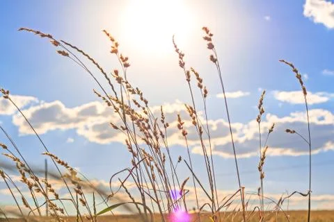 The stems of grass Foto stock