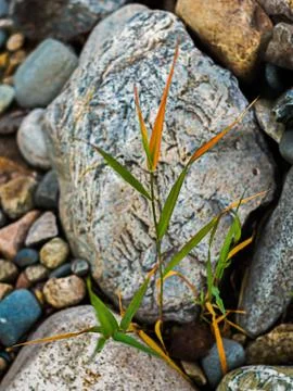 Stems of grass with sharp green, yellow and orange leaves with boulders in th Stock Photos