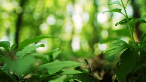 Stems with green leaves Vídeo Stock 159293316