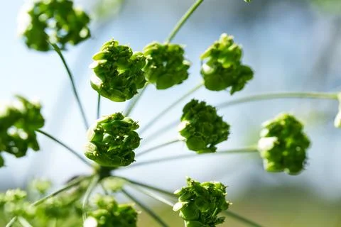 Stems with green seeds at the tips. 스톡 사진