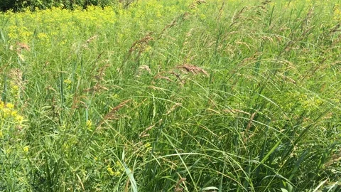 Stems of high meadow grass. Video stock 109435173