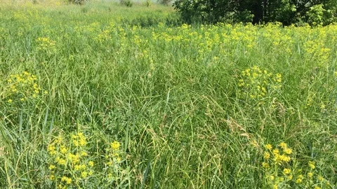 Stems of high meadow grass swaying in the wind. 動画素材 109435188