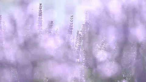 Stems with lavender flowers sway in the wind Video stock 77204437
