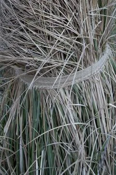Stems of pampas gras Foto stock
