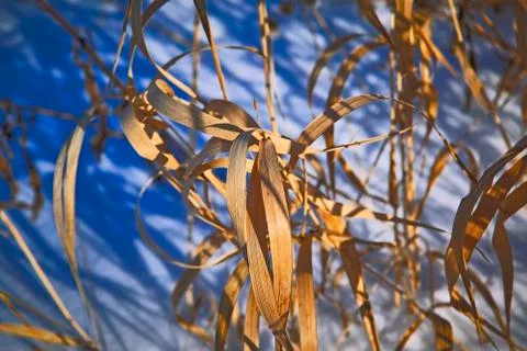 The stems of plants in winter Free Stock Photos