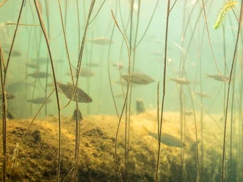 Stems of pondweed and a school of roach Stock Photos