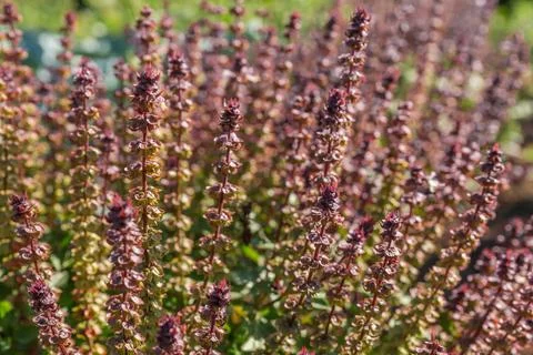 Stems of the purple basil, close-up in selective focus Stock Photos