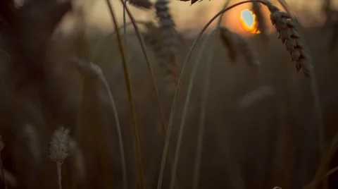 Stems of Rye on Sunset Background Video stock 67461233
