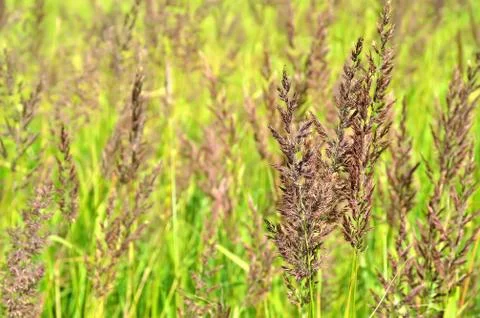 Stems of sedge Stock Photos