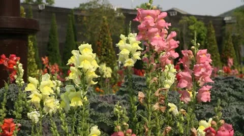 Stems of snap dragons in flower garden Stock Footage 10860737