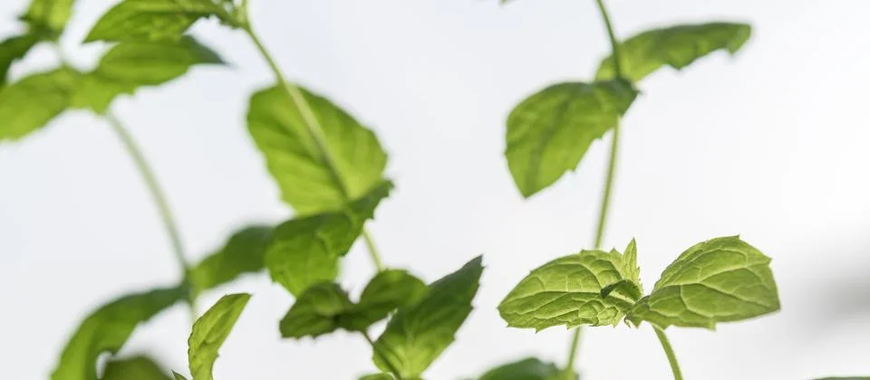 Stems of spearmint on a light background, close-up. Stock Photos