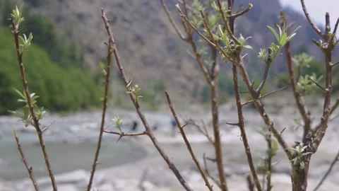 Stems sway in the wind, revealing a background of people sitting by a riverside Video stock 280267164