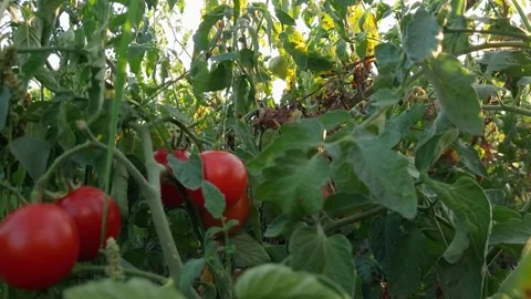 Stems of tomato with ripe red tomatoes on field Stock Footage 263201058