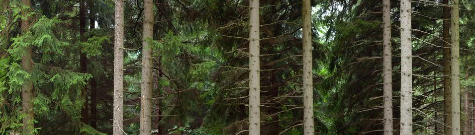 Stems of trees in forest Stock Photos