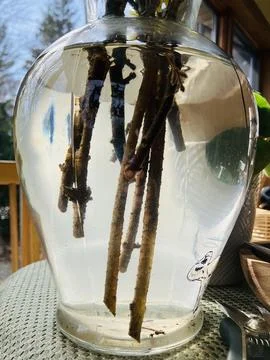Stems in Water Stock Photos