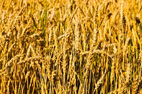 Stems of a wheat field Stock Photos