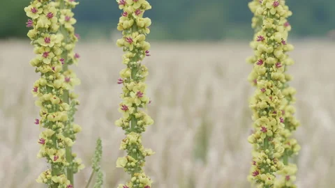 Stems of wild dark mullein with yellow flowers- close up. 4K locked tripod Stock Footage 157071253