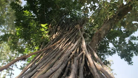 Stems of wood cut in a heap on a tree in the wild, in Ethiopia Stock Footage 230465440