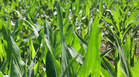 Stems of young corn at the farmer's field. Stock Footage 53176249
