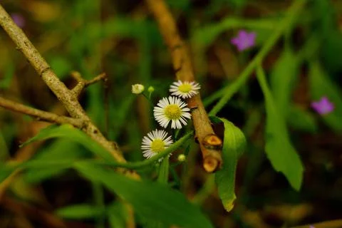 Stenactis annua Stock Photos