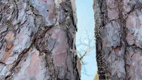 Stendorren - cobwebs between trees, blue sky Stock Footage 342559955
