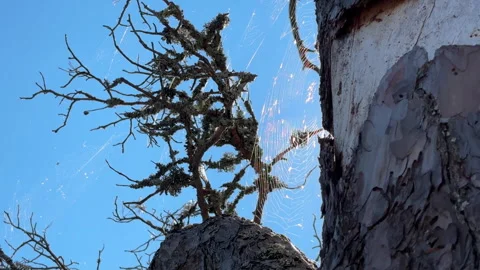 Stendorren - cobwebs on tree trunk, blue sky Stock Footage 342559921