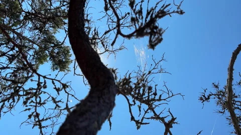 Stendorren - cobwebs on trees, blue sky, backlit Stock Footage 342701887