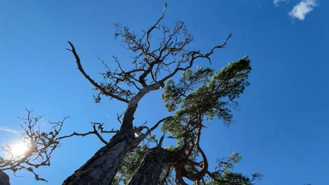 Stendorren - cobwebs on trees, blue sky Stock Footage 342701945