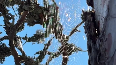 Stendorren - cobwebs on trees, in wind, breeze, blue sky Stock Footage 342559941