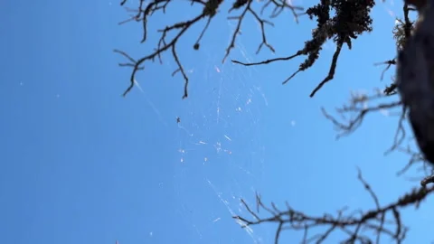 Stendorren - spider's cobwebs on trees, blue sky Stock Footage 342559980