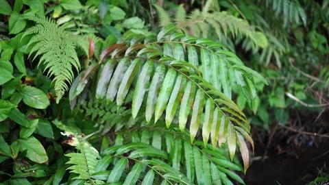 Stenochlaena palustris in the forest Stock Footage 264157398