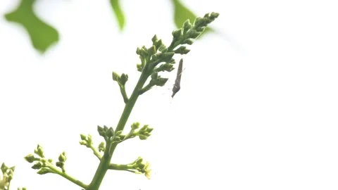 Stenodema laevigatum bug. Stock Footage 335195720