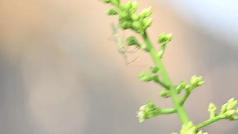 Stenodema laevigatum bug. Stock Footage 335195764
