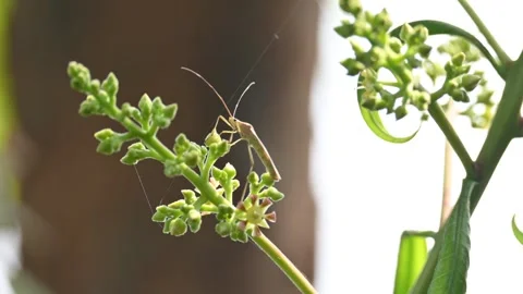 Stenodema laevigatum bug. Stock Footage 335195775