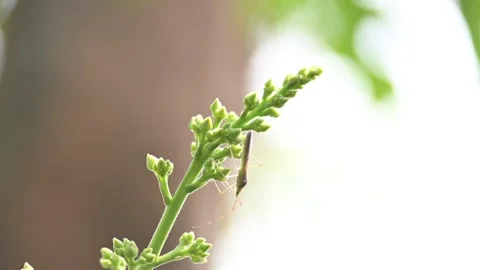 Stenodema laevigatum bug. Vídeos de archivo 335195786