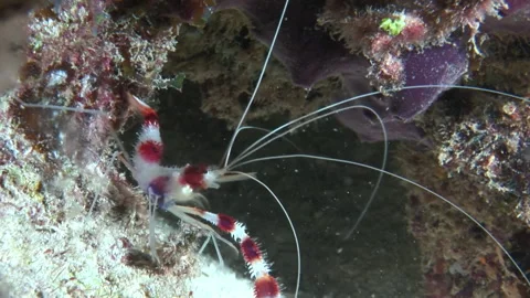 Stenopus hispidus close-up underwater on sandy bottom. Stock Footage 235653057